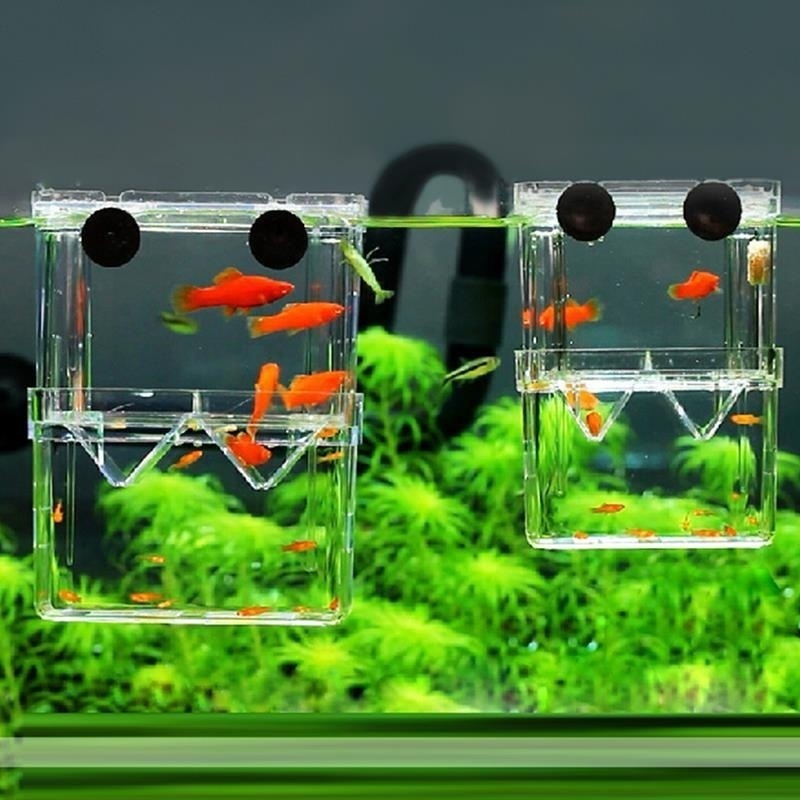 Aquarium Fish In Bowl - 多機能フィッシュアイソレーションボックス,魚の苗の高い透明な魚の置物,二重吊り下げ装置