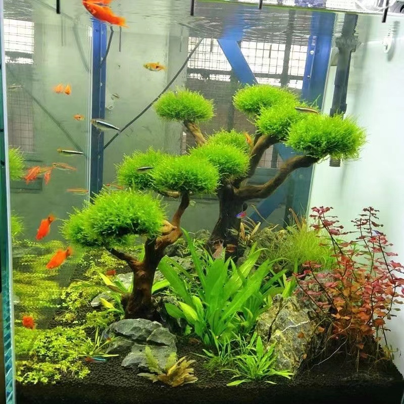 Aquarium Fish Green - 水槽緑化木枠植栽装飾アクセサリー苔木枠（苔なし）水槽植栽流木装飾