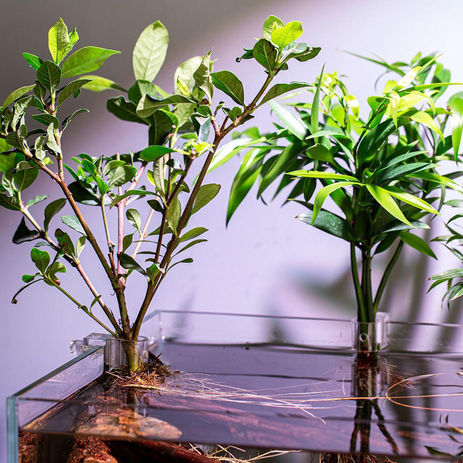 6個入り水槽植物ホルダーサポートカップミニ水槽プランターポッ - Aquarium Fish Elevator のレビューと価格