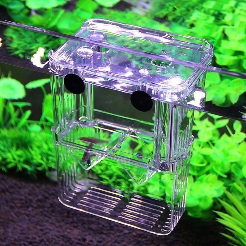 多機能フィッシュアイソレーションボックス,魚の苗の高い透明な - Aquarium Fish In Bowl のレビューと価格