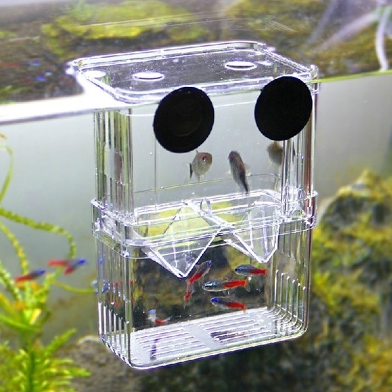 多機能フィッシュアイソレーションボックス,魚の苗の高い透明な - Aquarium Fish In Bowl のレビューと価格