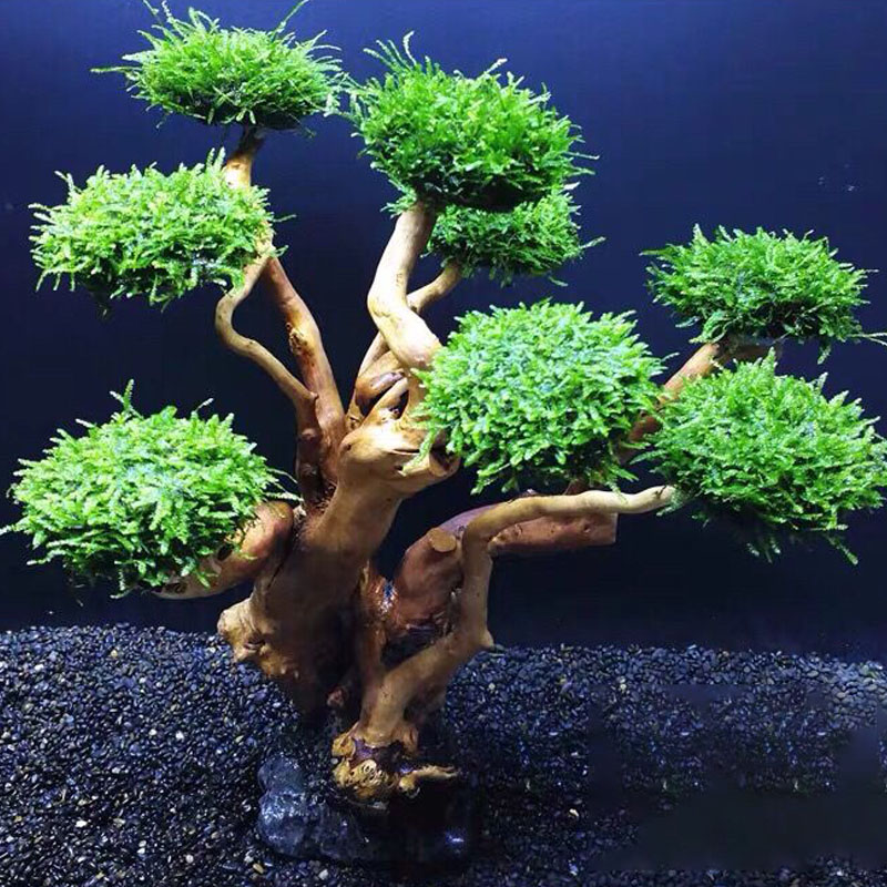 水槽緑化木枠植栽装飾アクセサリー苔木枠（苔なし）水槽植栽流木 - Aquarium Fish Green のレビューと価格