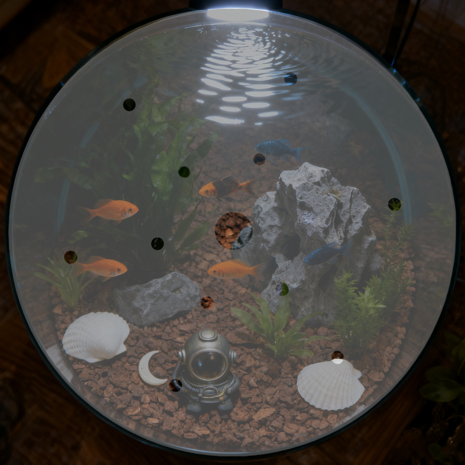 7 インチ丸型アクリル水槽カバー脱走防止蓋透明水槽保護プレー - Aquarium Fish In Bowl のレビューと価格